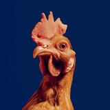 Изображение канала: Neuro Chicken